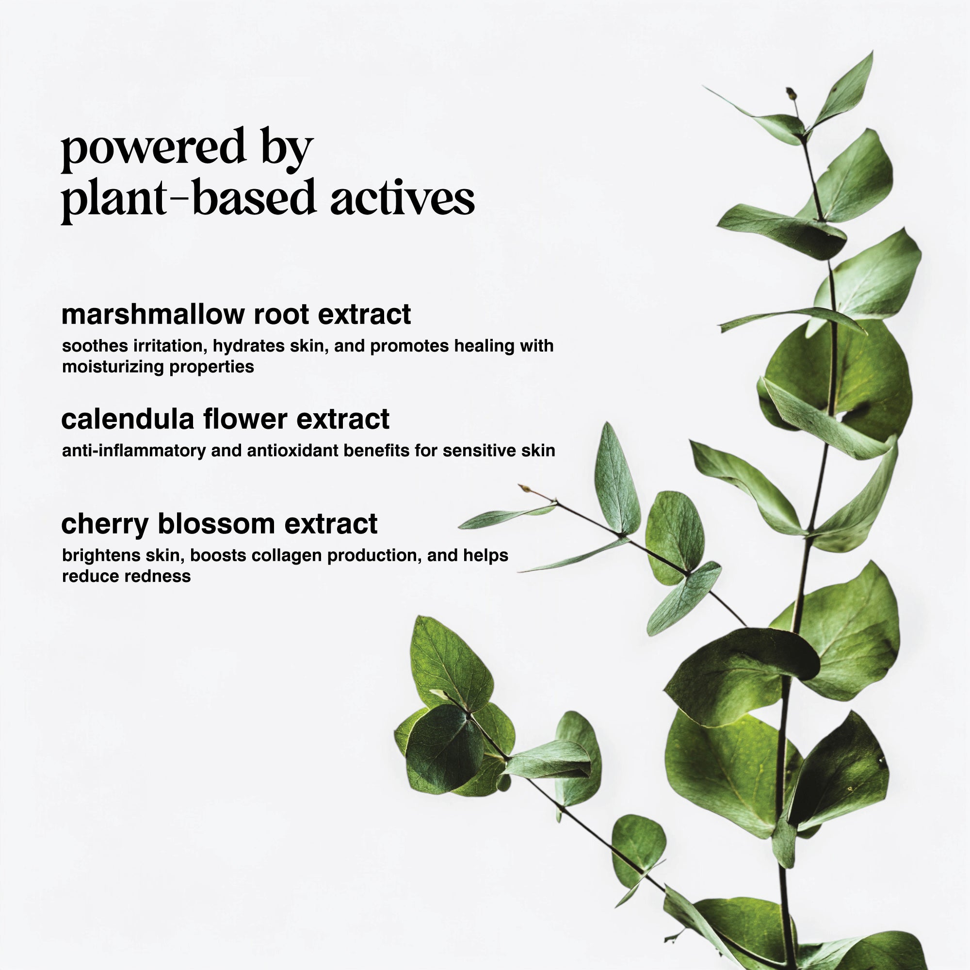 powered-by-plant-base-actives-graphic.jpg